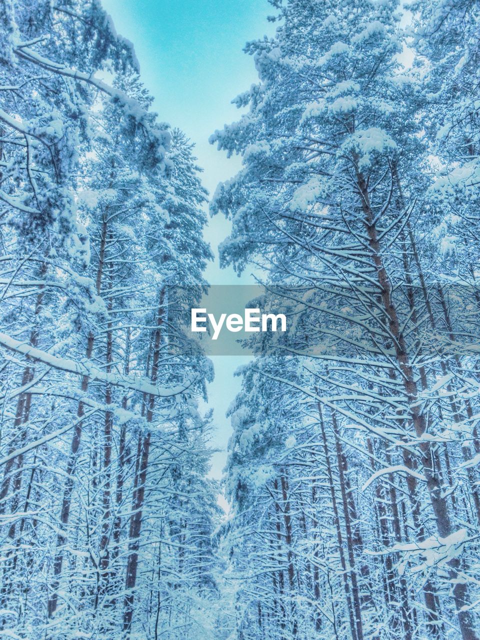 SNOW COVERED TREES