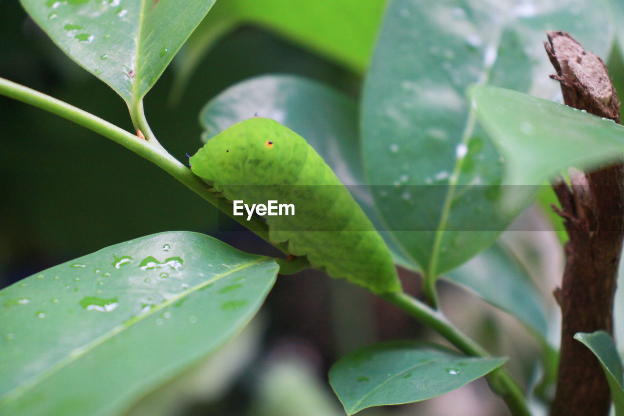 CLOSE-UP OF GREEN LEAVES IN PLANT