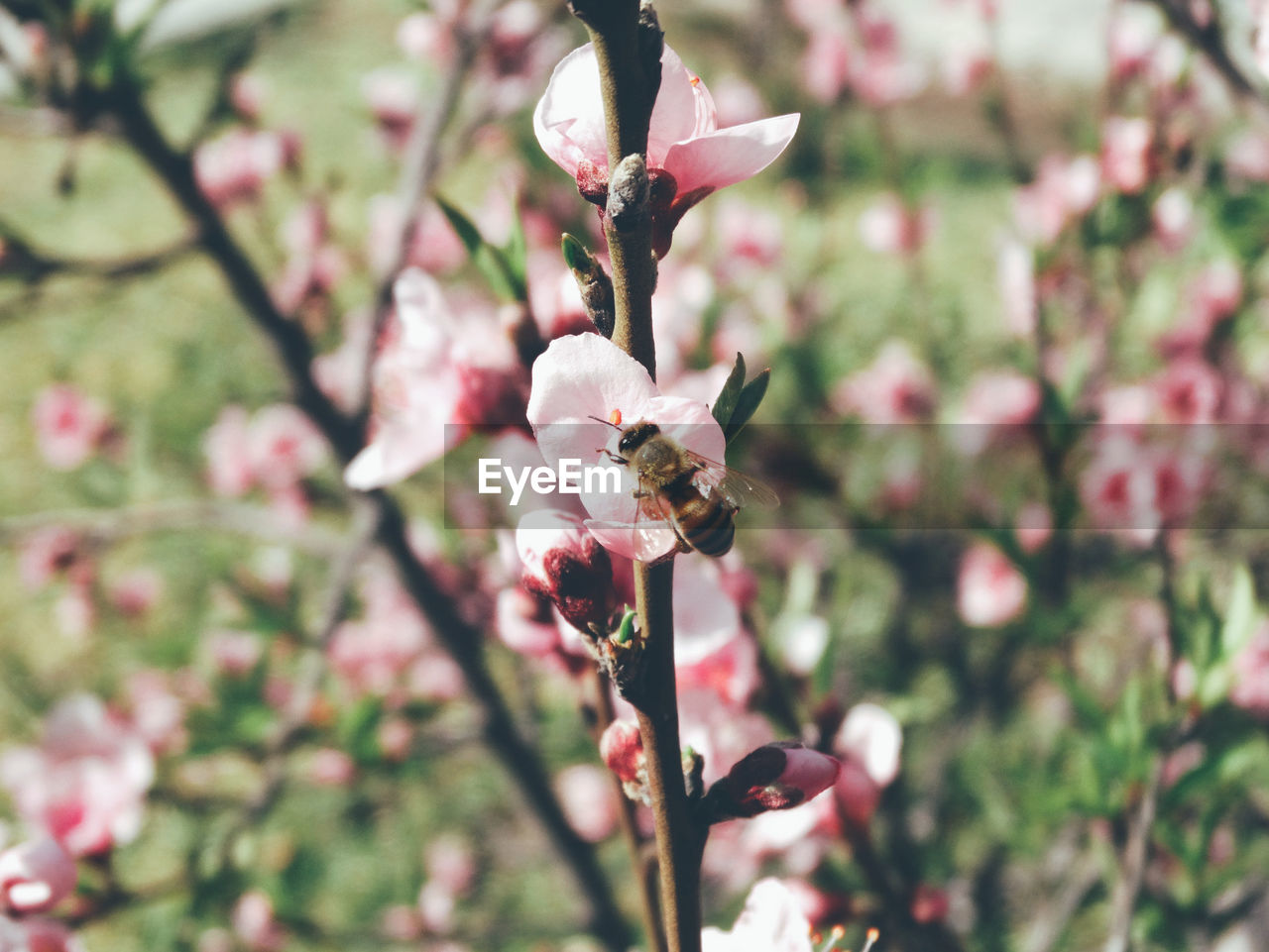 Close-up of pink flowers on branch