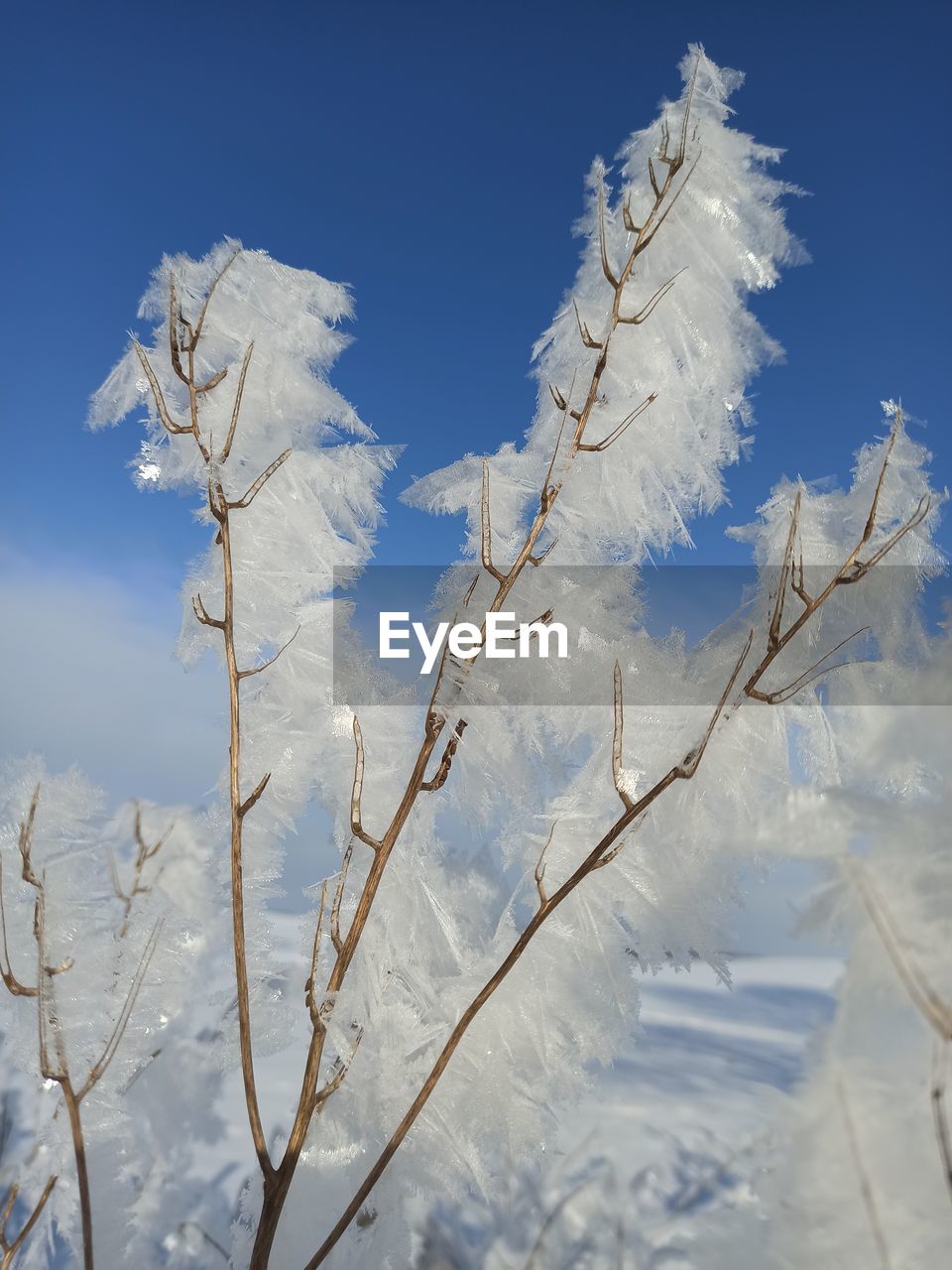 LOW ANGLE VIEW OF FROZEN PLANT DURING WINTER