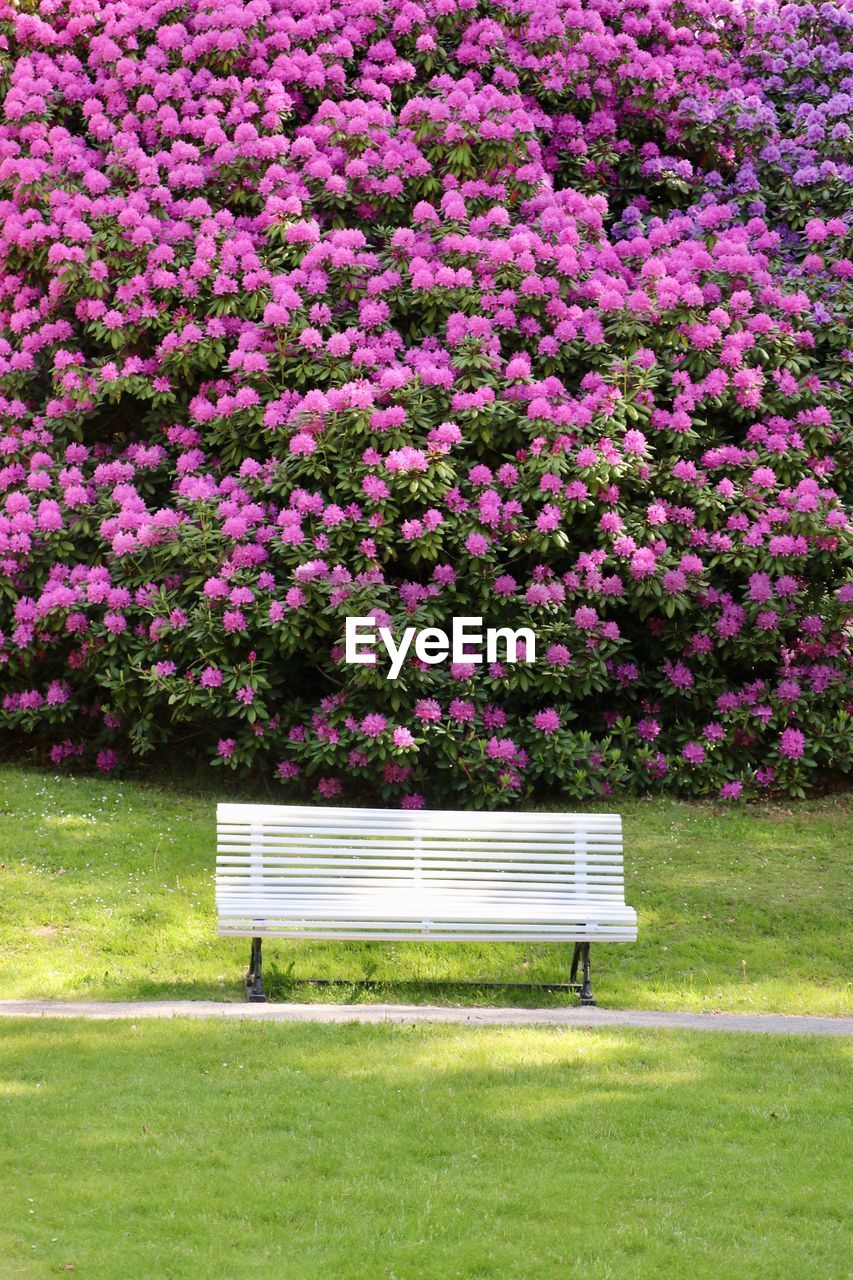 Pink flowers on bench in park