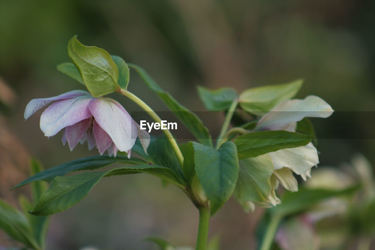 CLOSE-UP OF FLOWER GROWING OUTDOORS