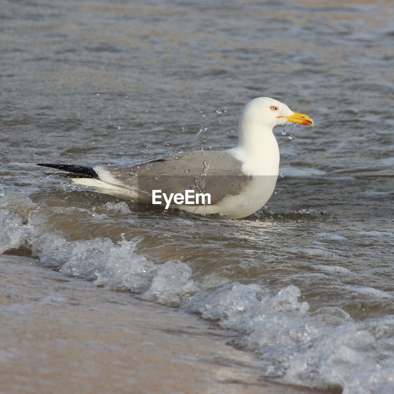 SIDE VIEW OF SEAGULL ON SEA