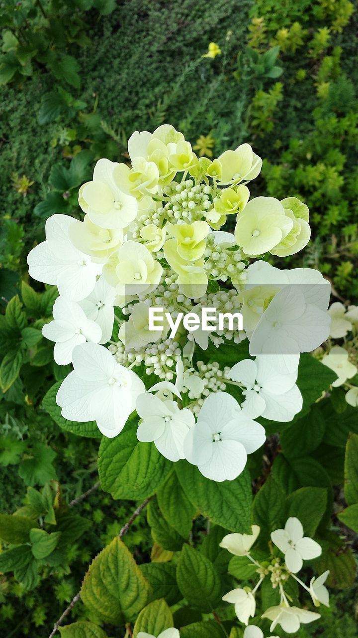 WHITE FLOWERS BLOOMING OUTDOORS