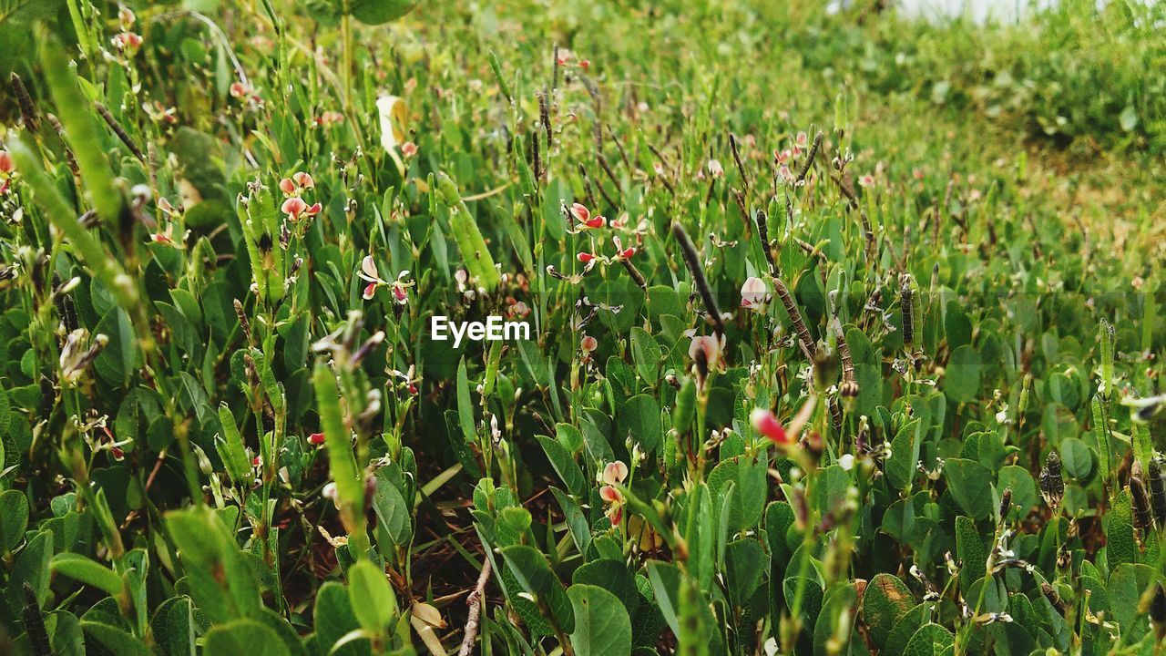 Close-up of purple flowers in field