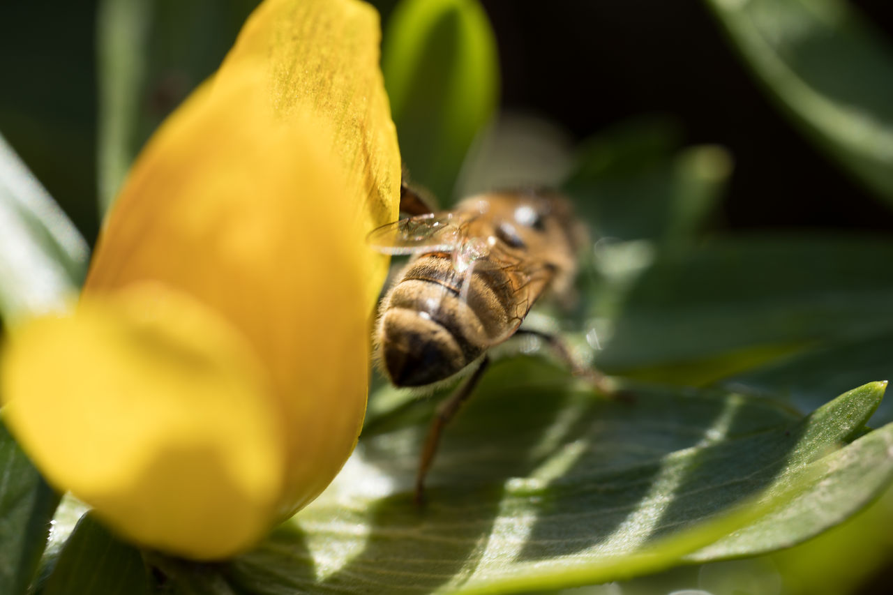 Close-up of a bee