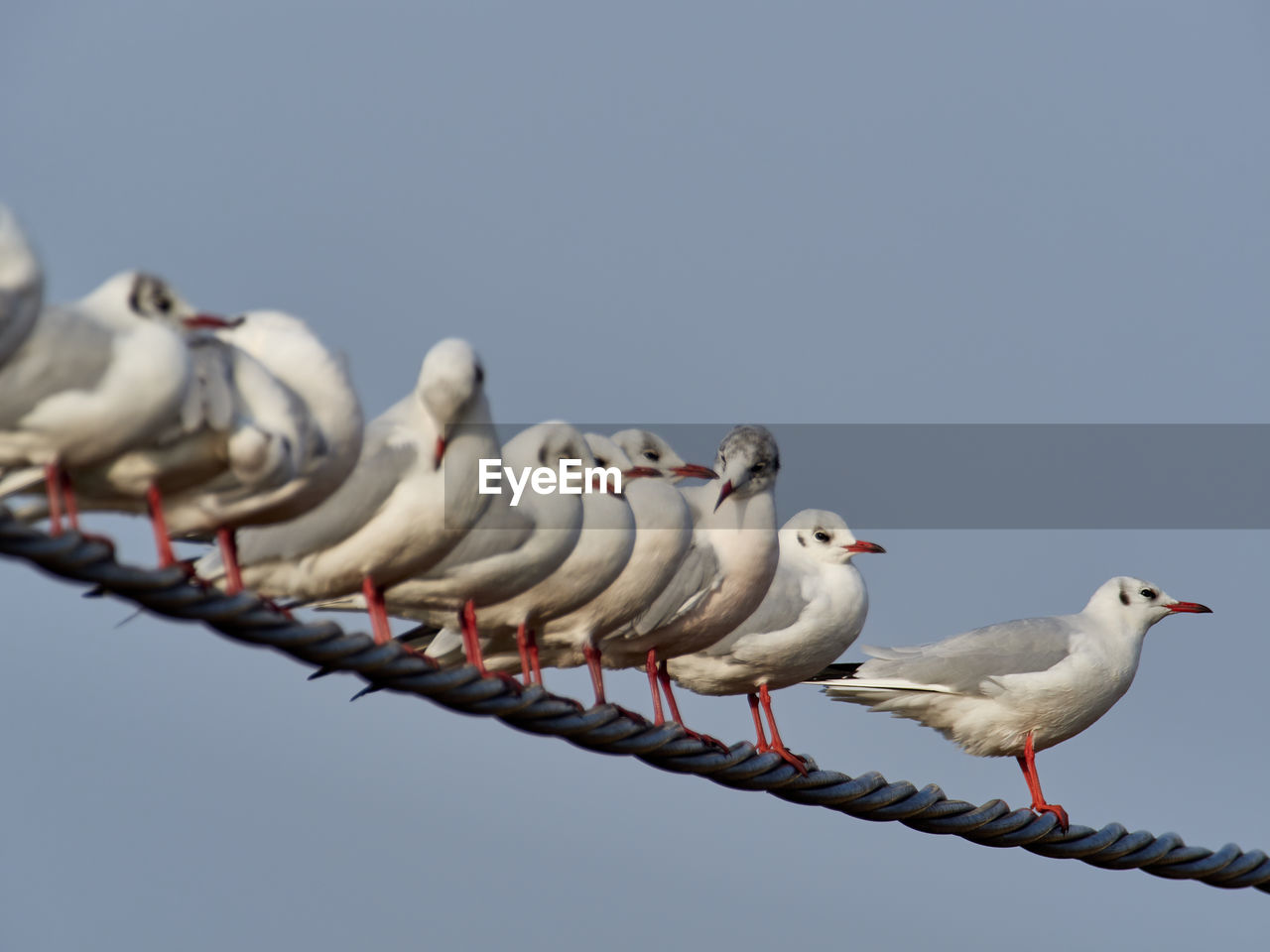 Low angle view of seagulls perching