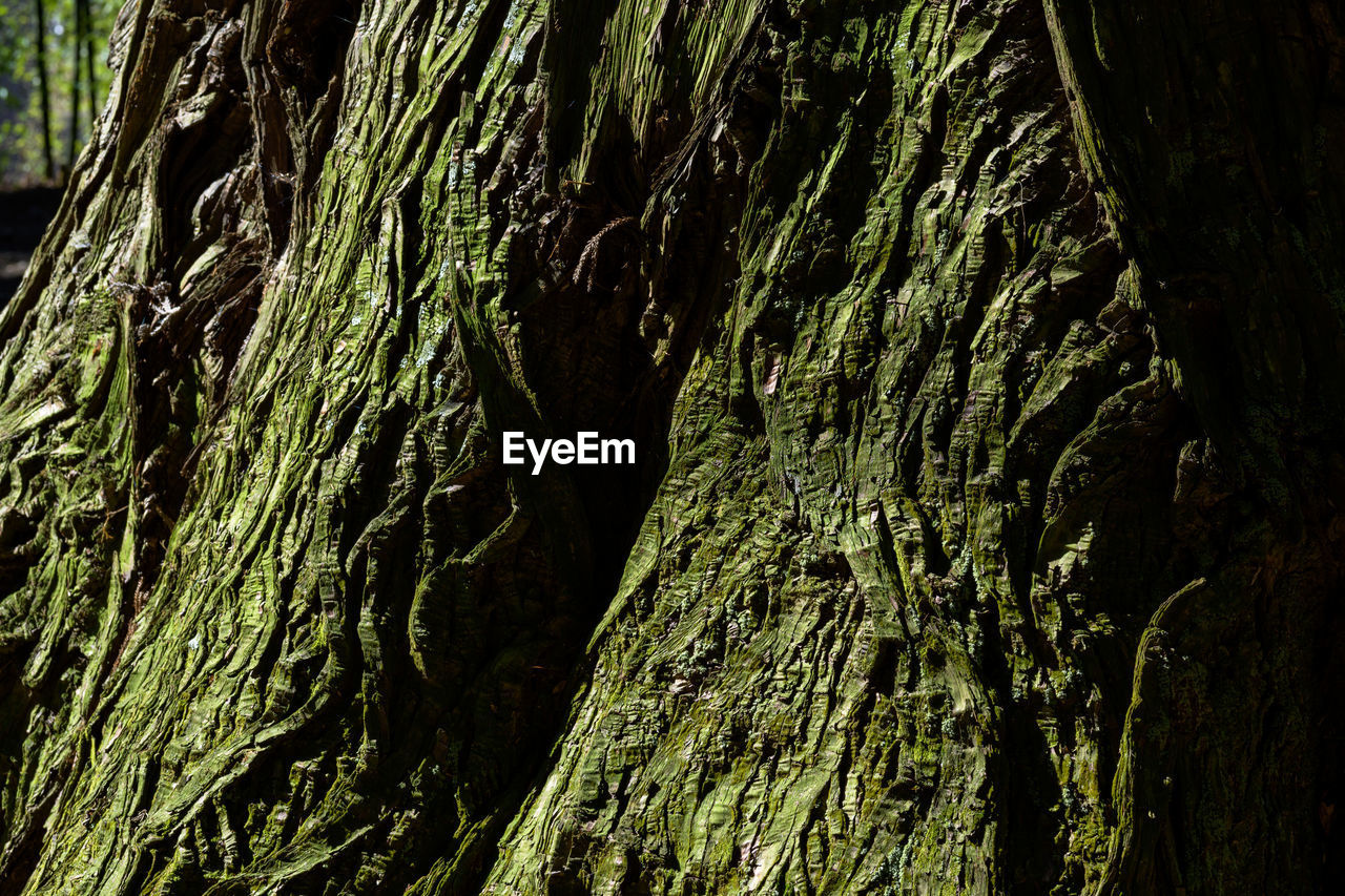 FULL FRAME SHOT OF TREE BARK