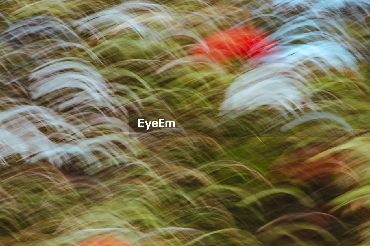 CLOSE-UP OF BLURRED PLANTS