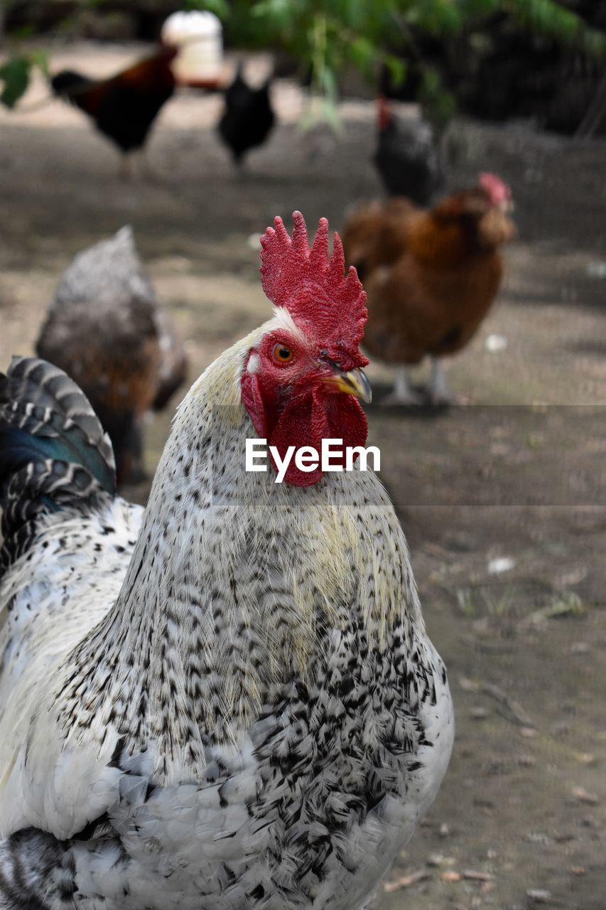 Close-up of rooster on field