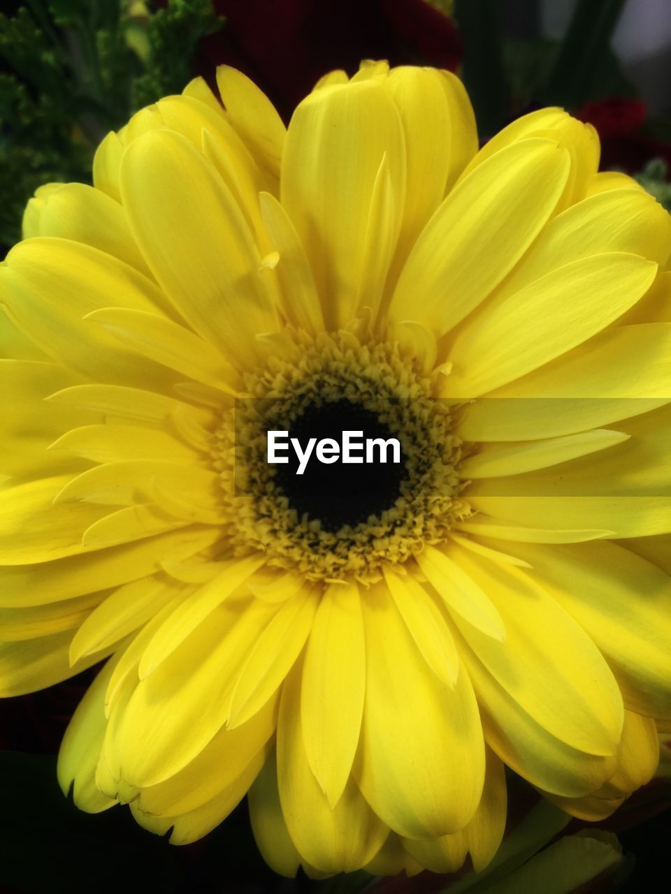 Close-up of yellow flower