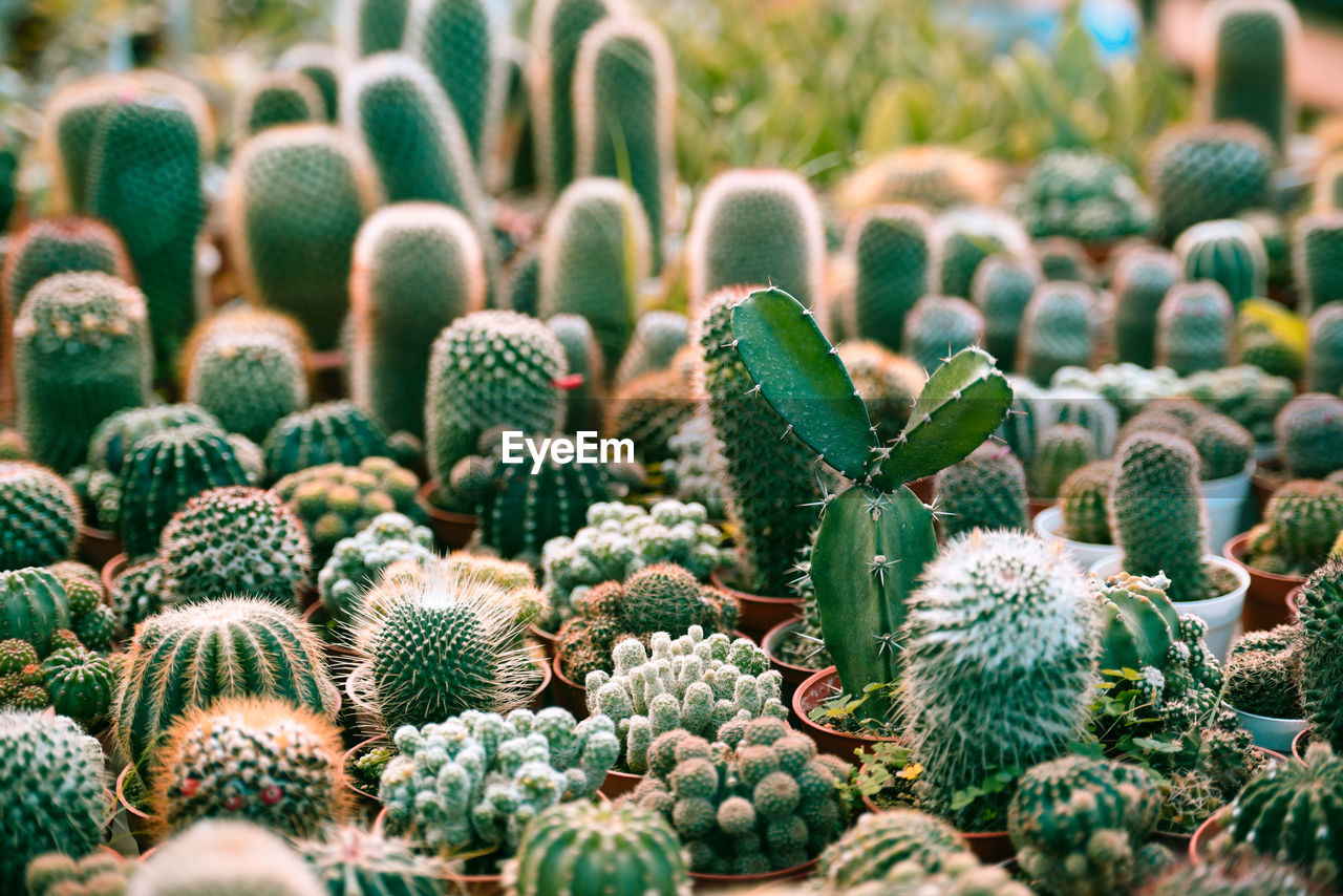 Close-up of succulent plant for sale in market