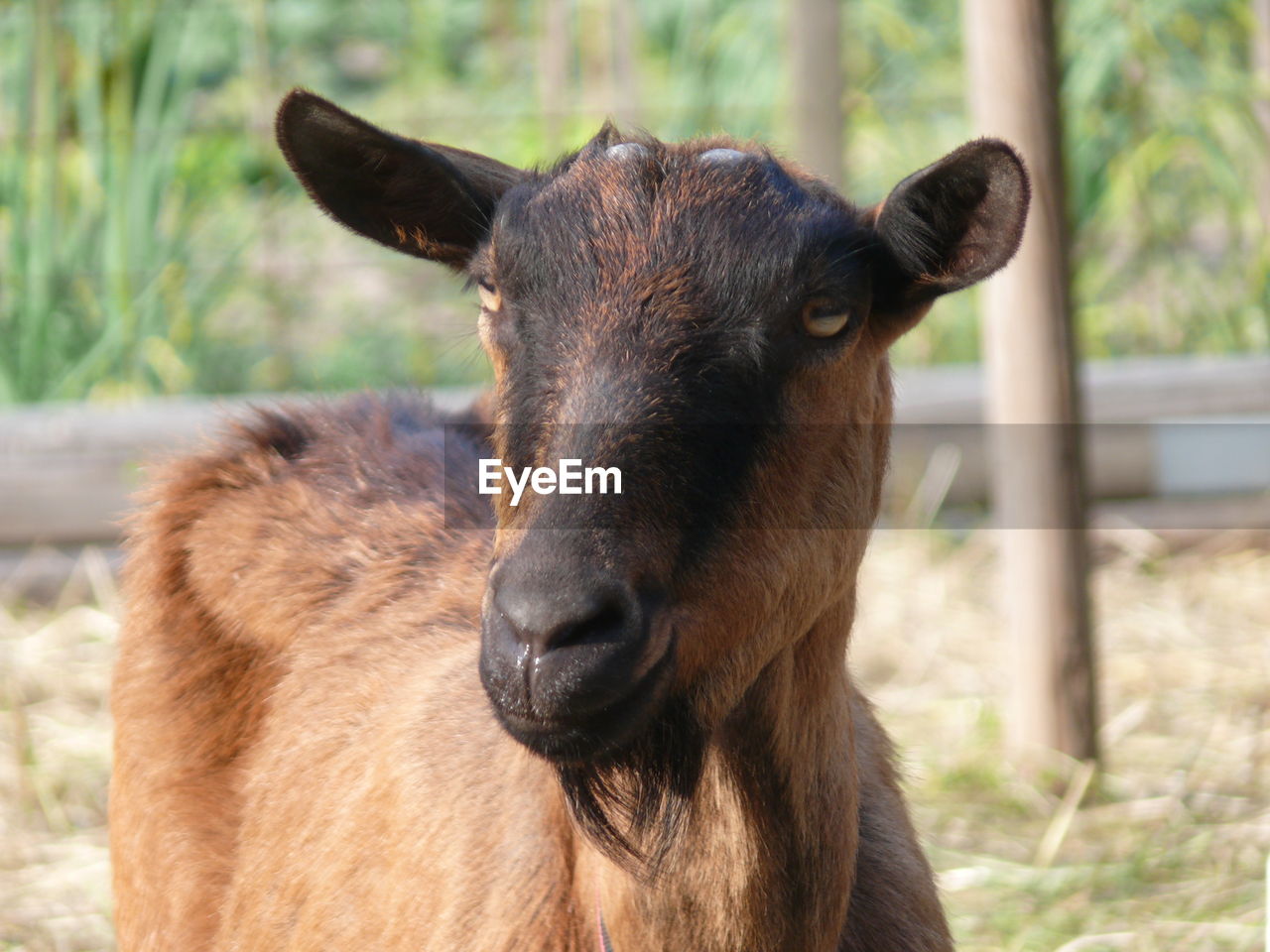 Close-up of goat on field