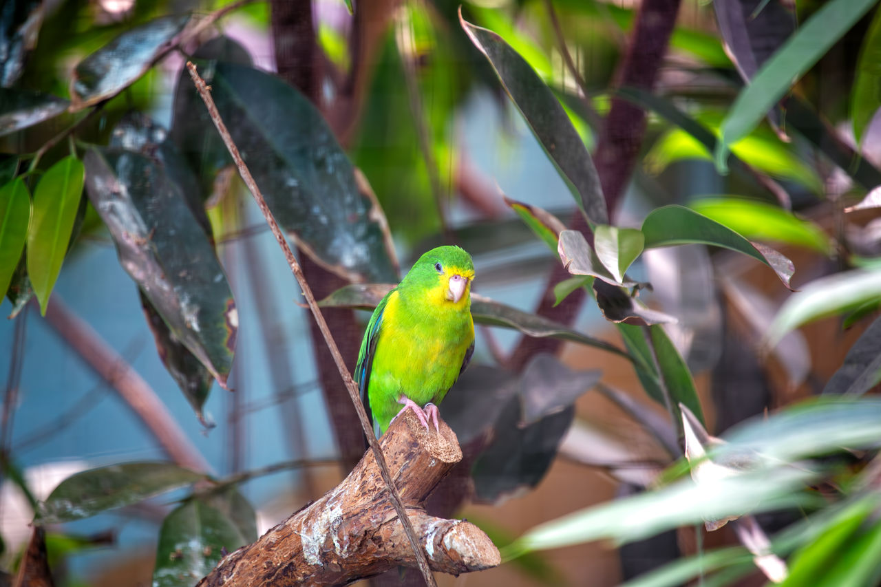 close-up of bird perching on plant