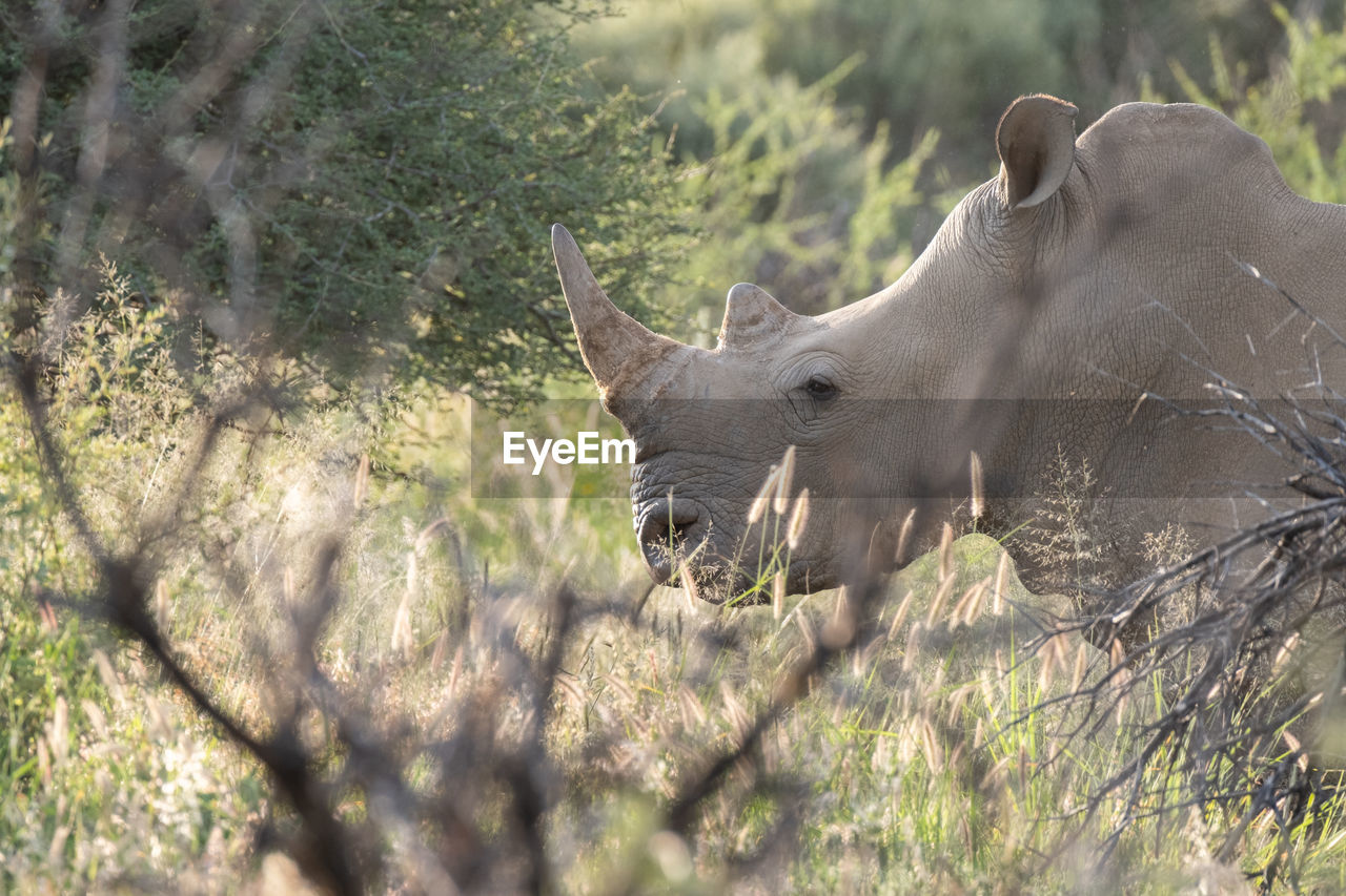 Close up of white rhino in namibia