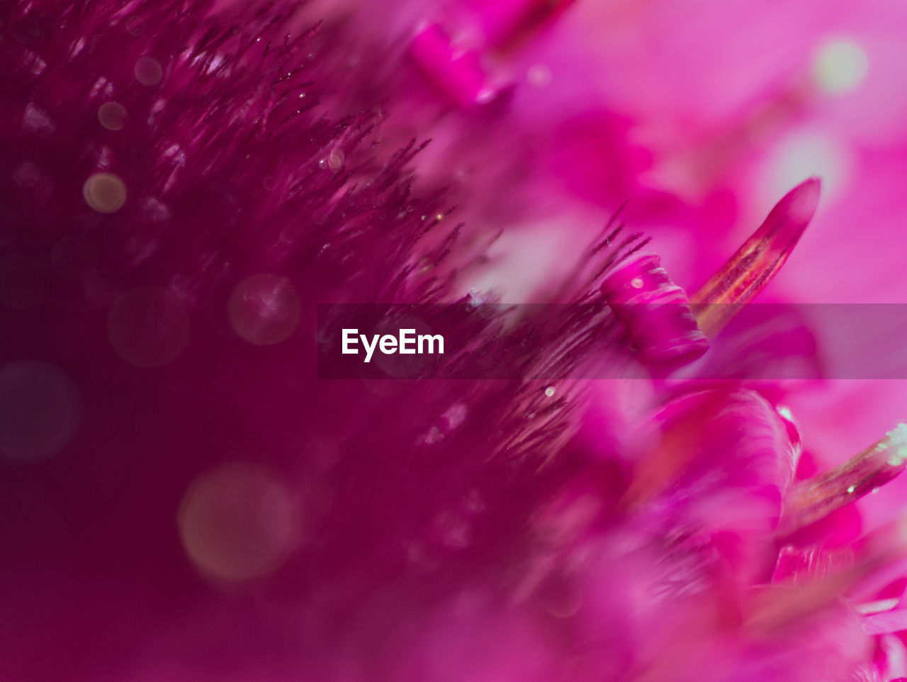 MACRO SHOT OF PINK FEATHER AGAINST PURPLE WALL