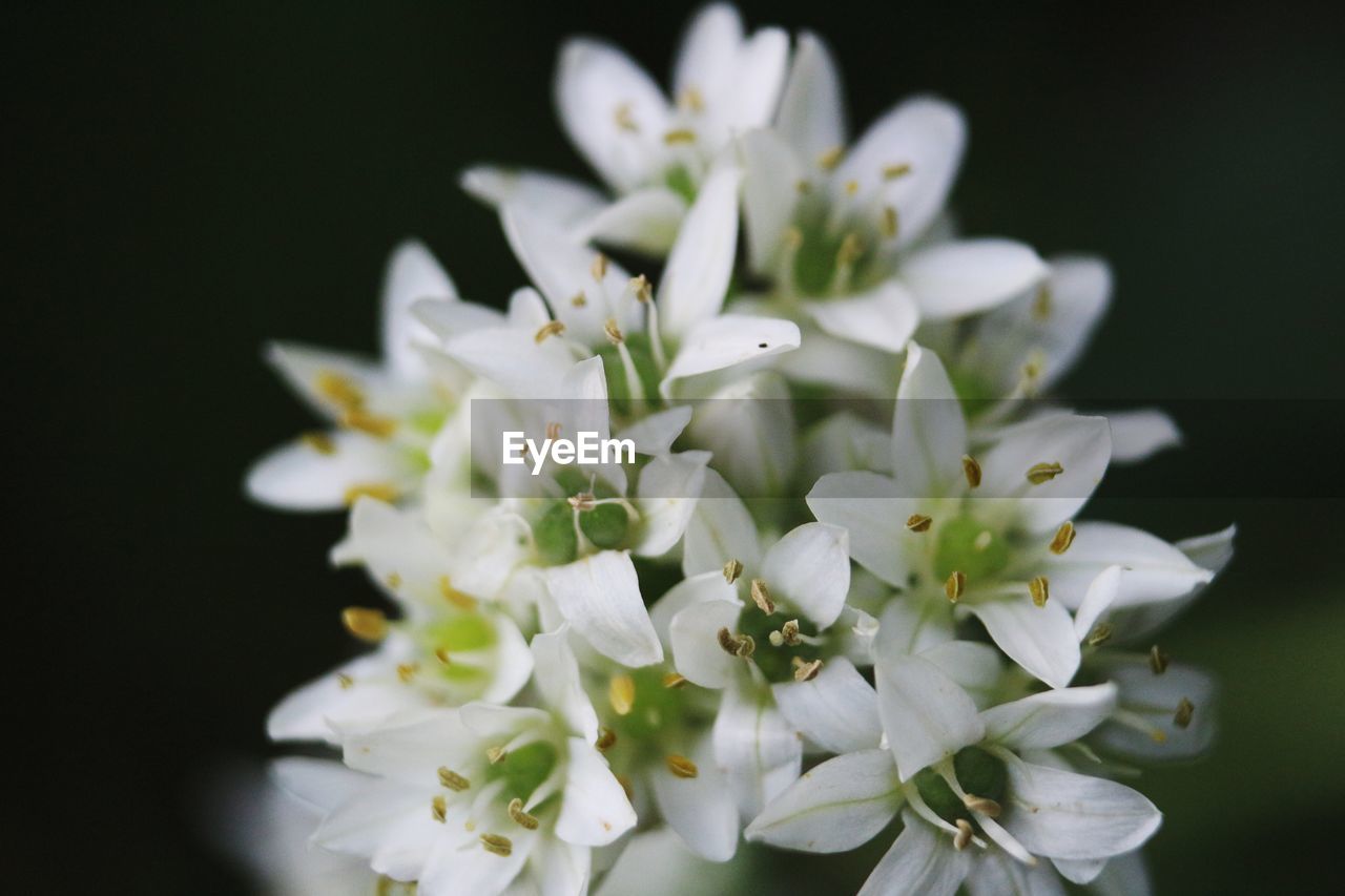 CLOSE-UP OF WHITE FLOWERING PLANTS