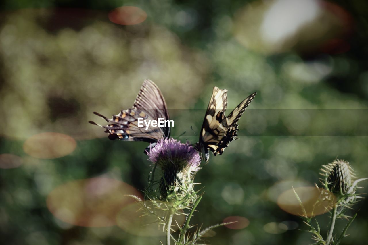 CLOSE-UP OF BUTTERFLY ON PLANT