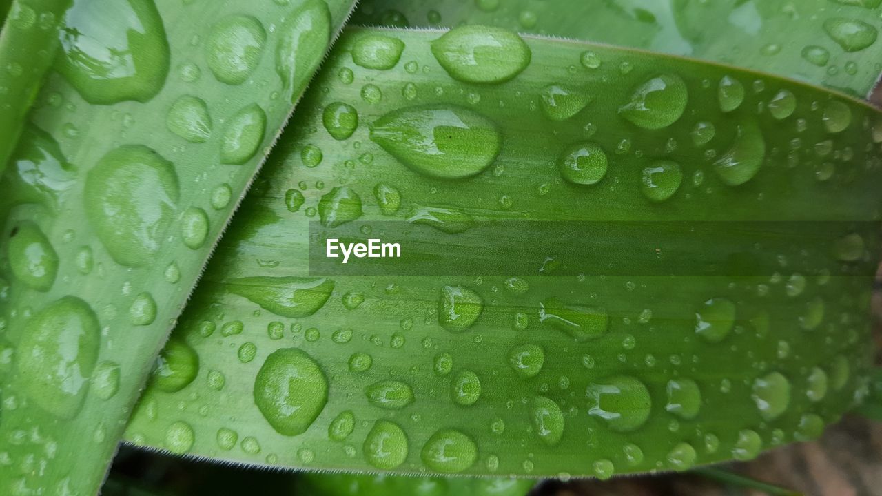 Close-up of raindrops on leaves