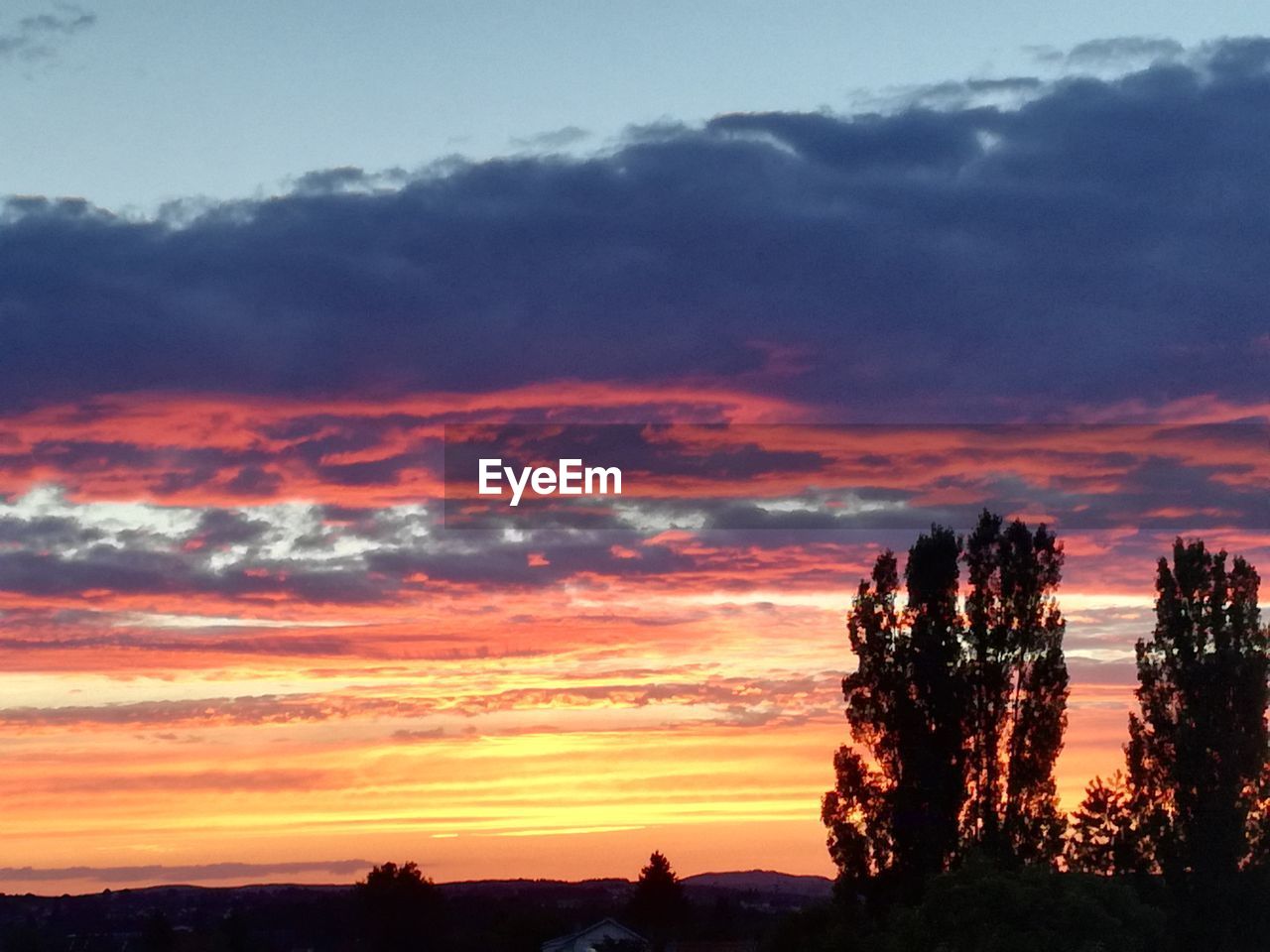 SILHOUETTE TREES AGAINST ORANGE SKY