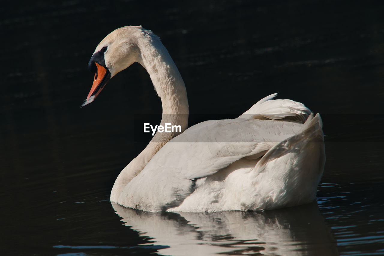 SWAN SWIMMING IN LAKE