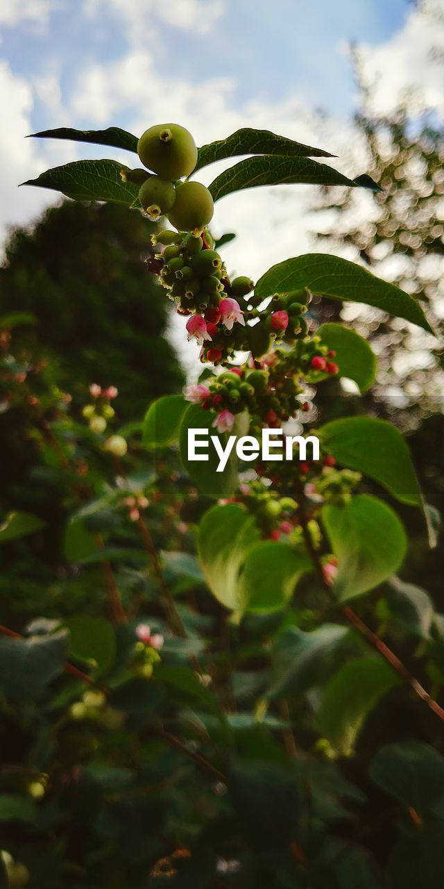 LOW ANGLE VIEW OF FLOWERING PLANT