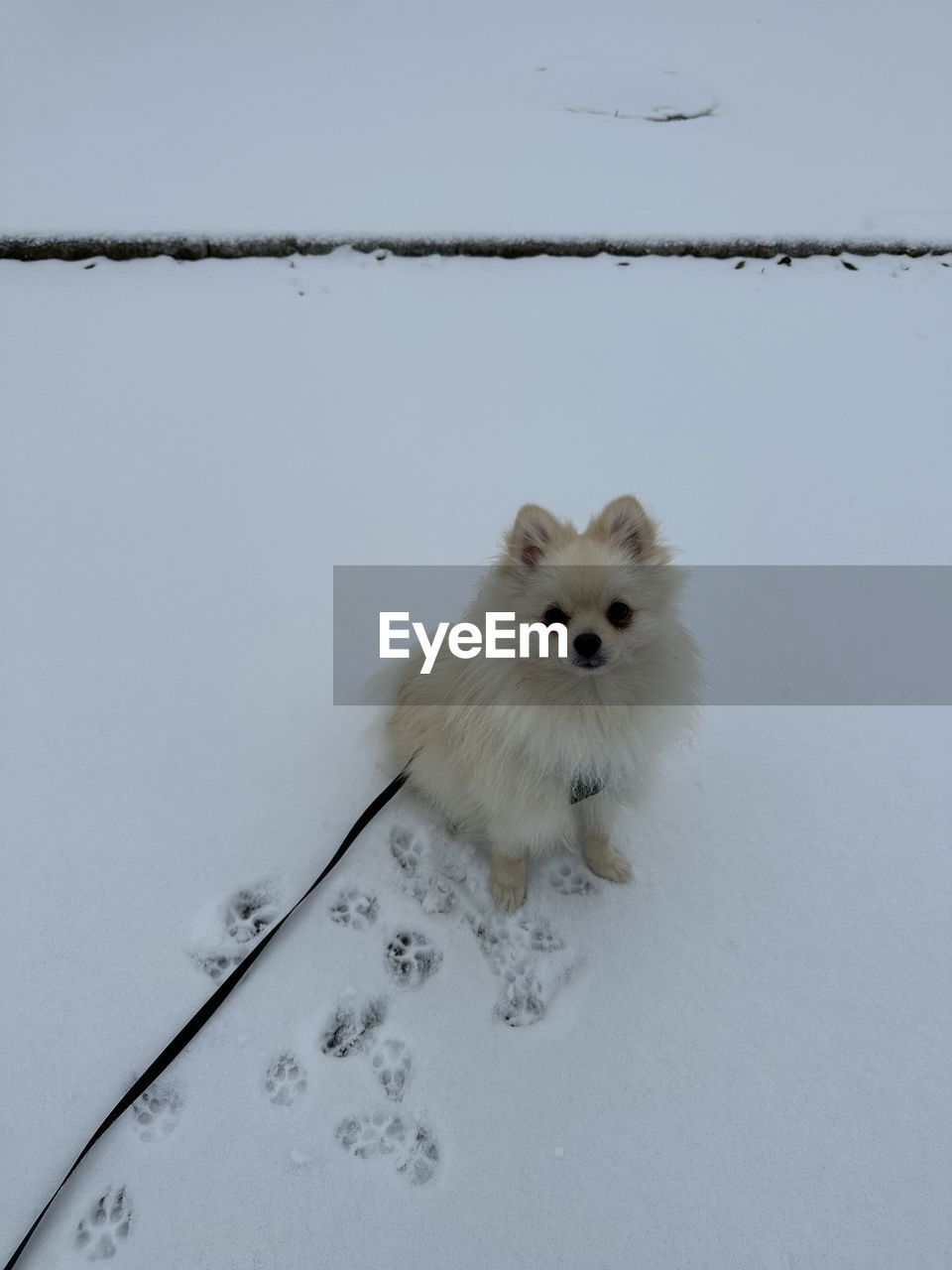 animal, animal themes, one animal, dog, snow, mammal, pet, white, winter, no people, animal wildlife, domestic animals, wildlife, cold temperature, cute, nature, looking at camera, young animal, animal body part, portrait, pomeranian