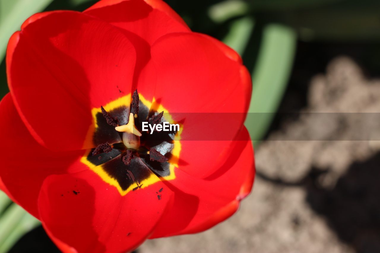 CLOSE UP OF RED FLOWER