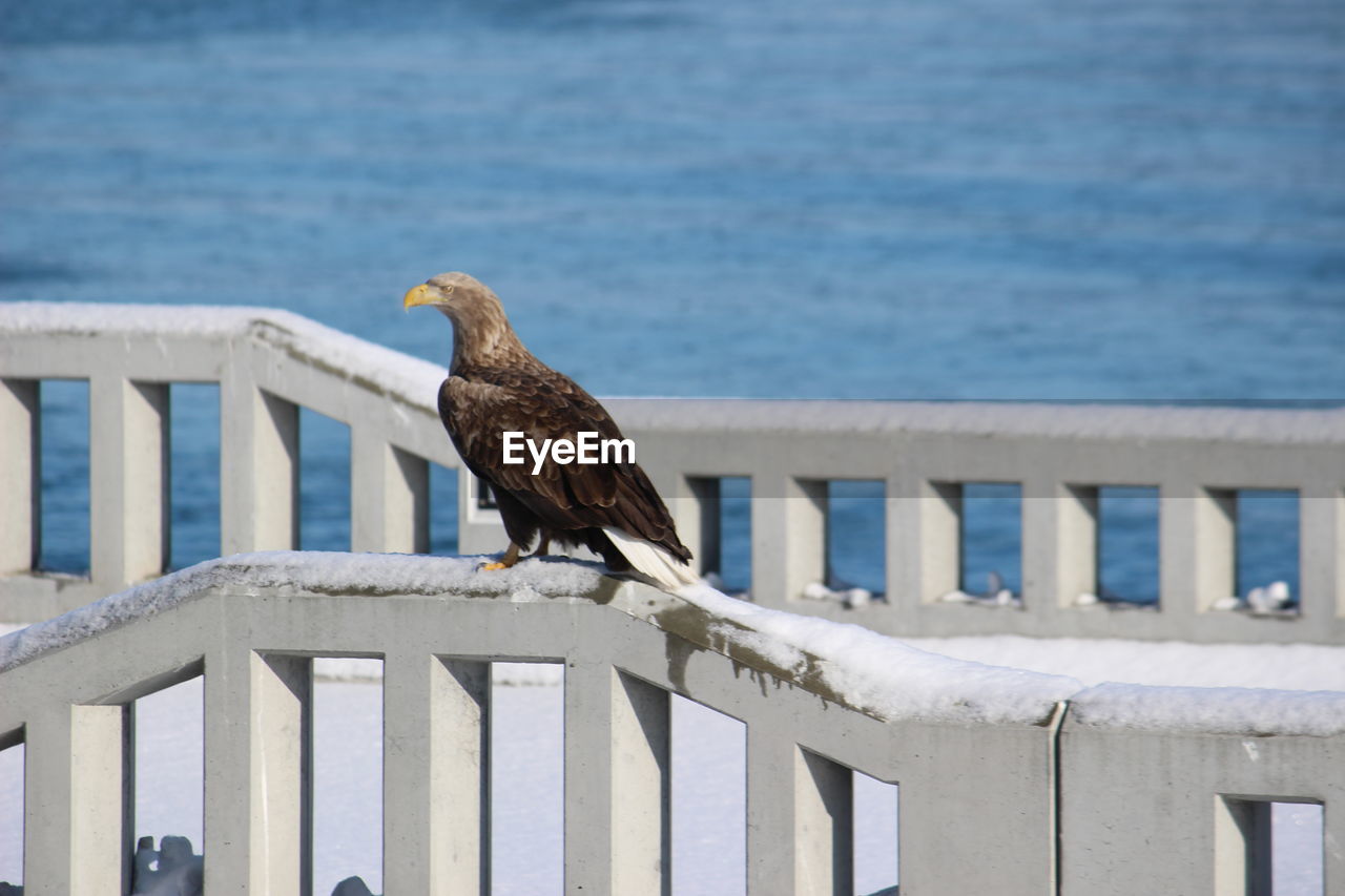 Steller's sea eagle perching on wooden post