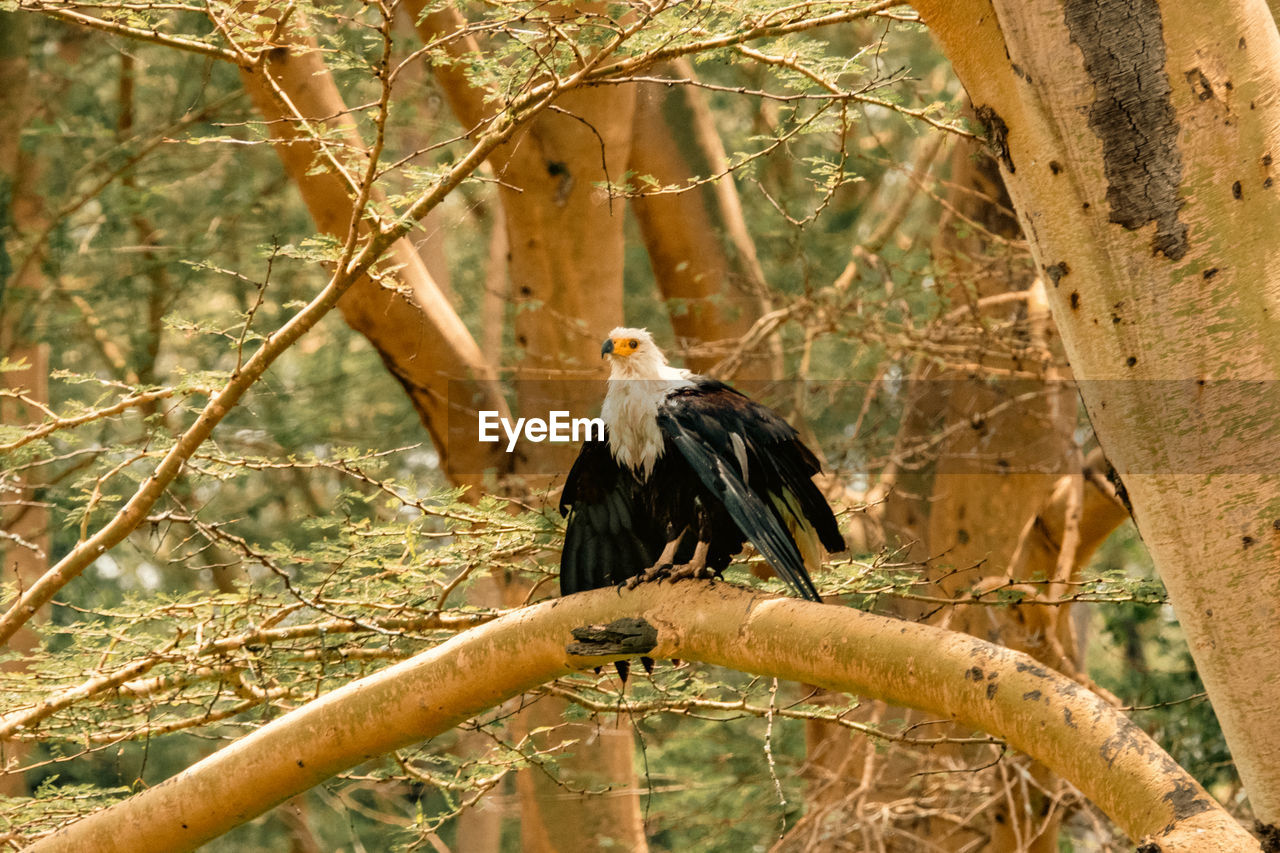 animal, animal themes, animal wildlife, wildlife, bird, tree, one animal, branch, perching, plant, nature, bird of prey, no people, eagle, outdoors, day, bald eagle