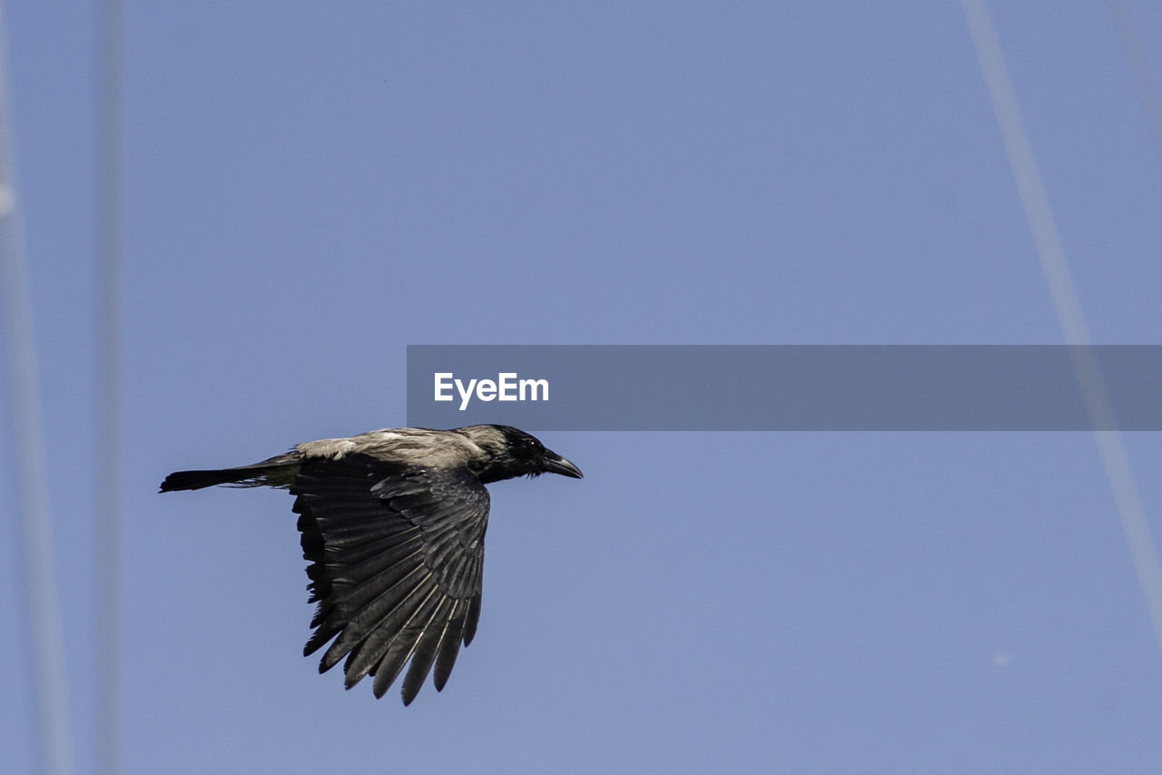 Low angle view of bird flying in sky