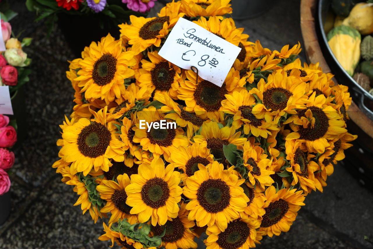 Close-up of sunflower