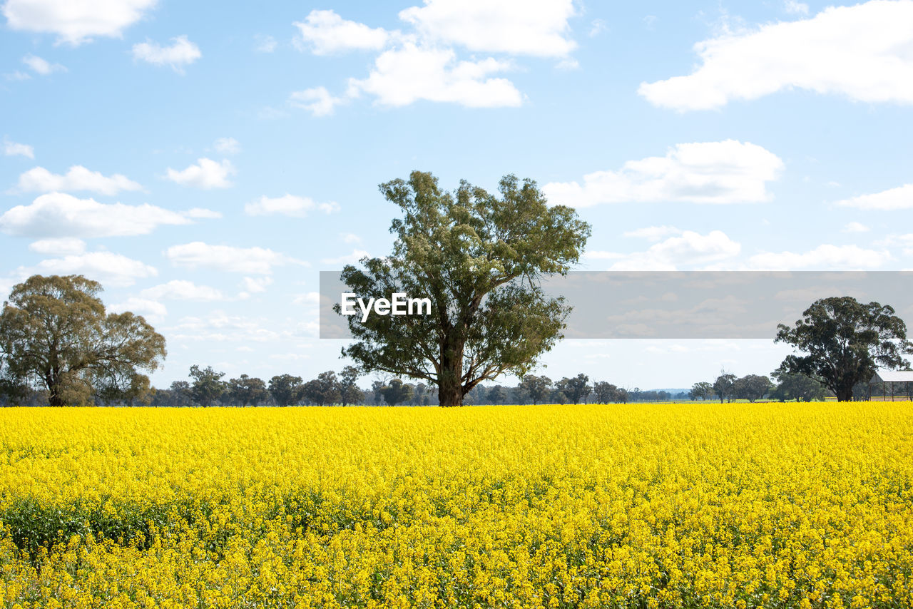 Canola crops in rural australia