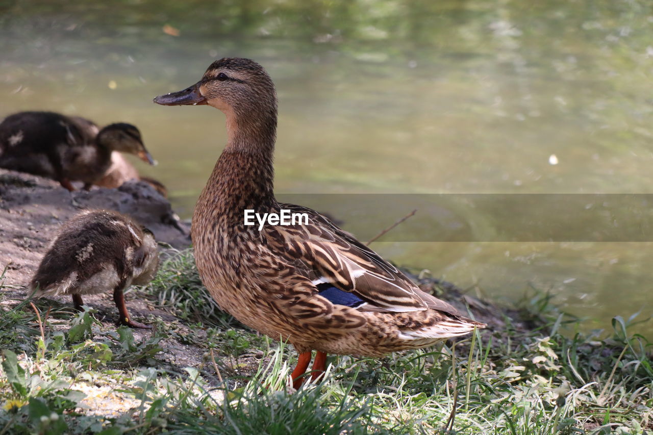 Mallard duck on a field