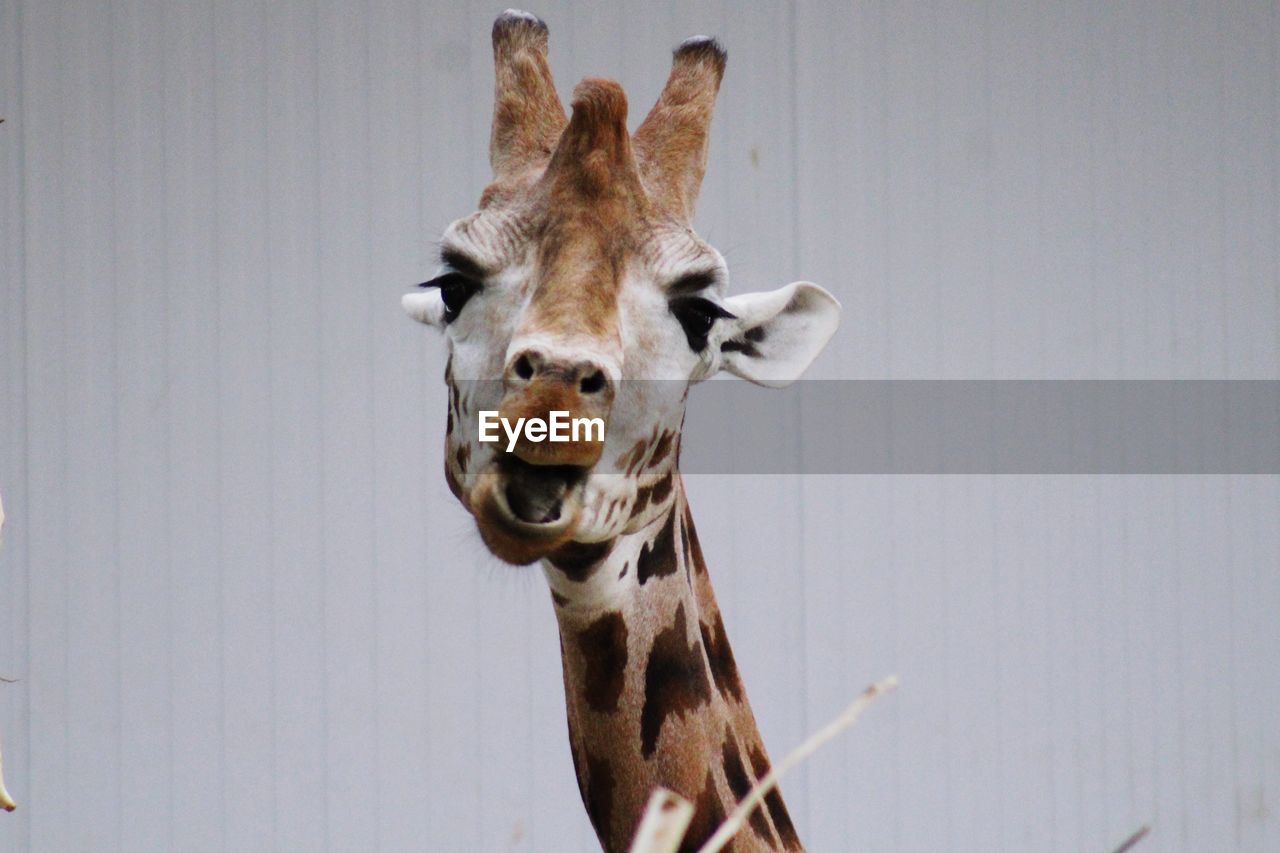 Headshot of a giraffe with a blank background 