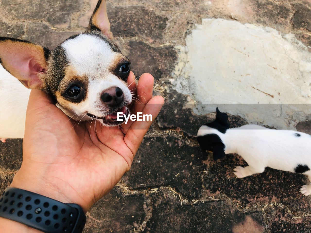 HIGH ANGLE VIEW OF HAND HOLDING PUPPY ON FLOOR