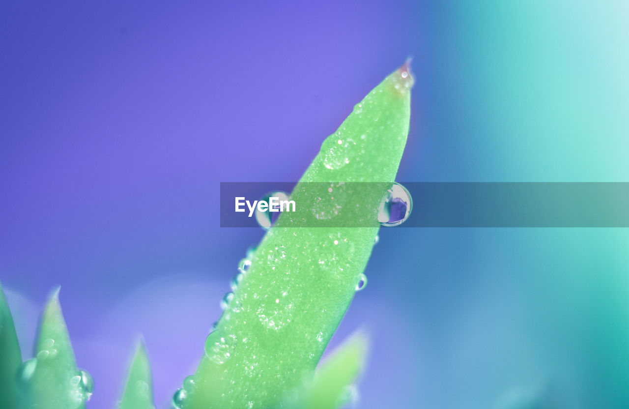 CLOSE-UP OF WATER DROPS ON LEAF