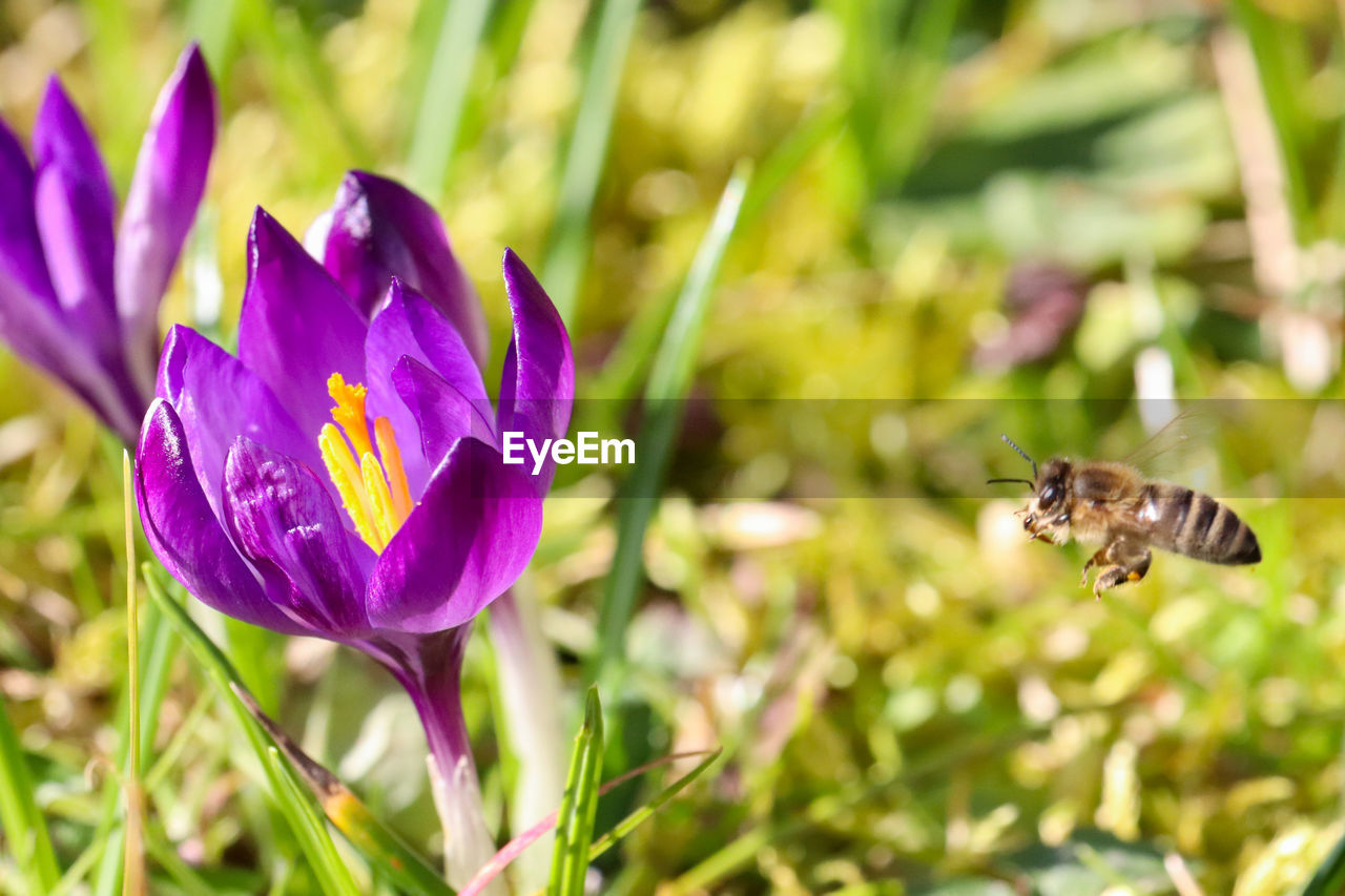 CLOSE-UP OF HONEY BEE ON PURPLE CROCUS