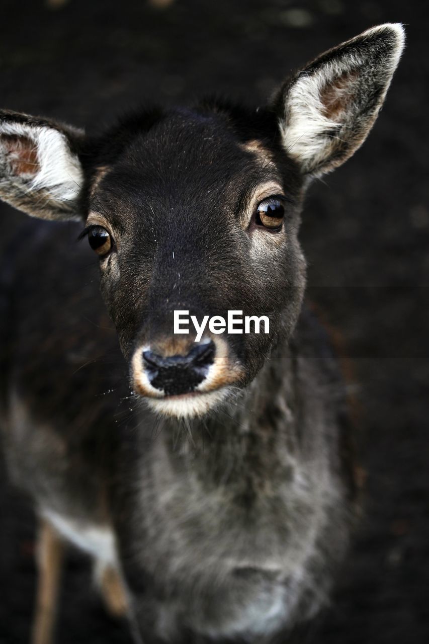 Portrait of deer