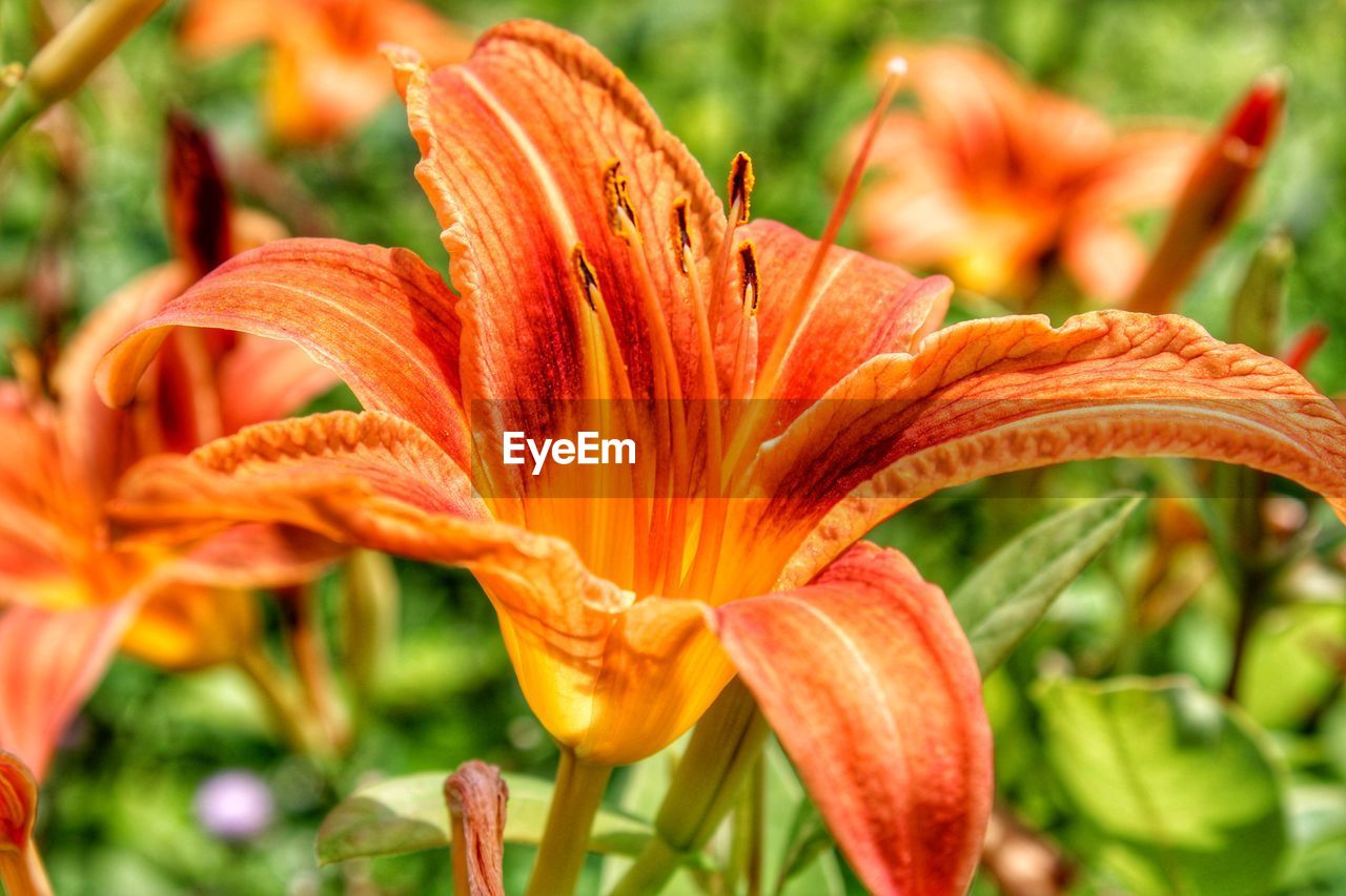 CLOSE-UP OF DAY LILY PLANT