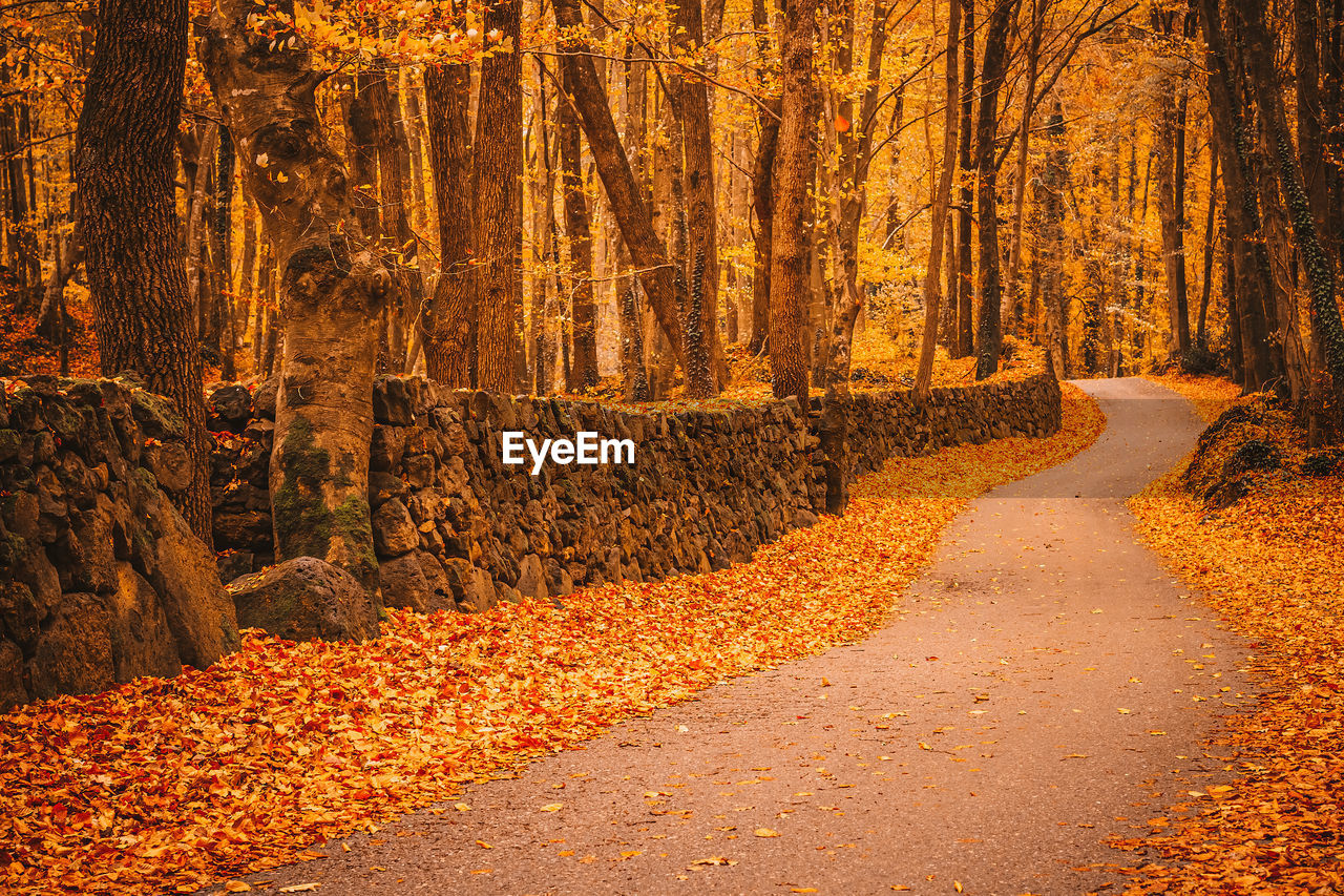 Road amidst trees in forest during autumn