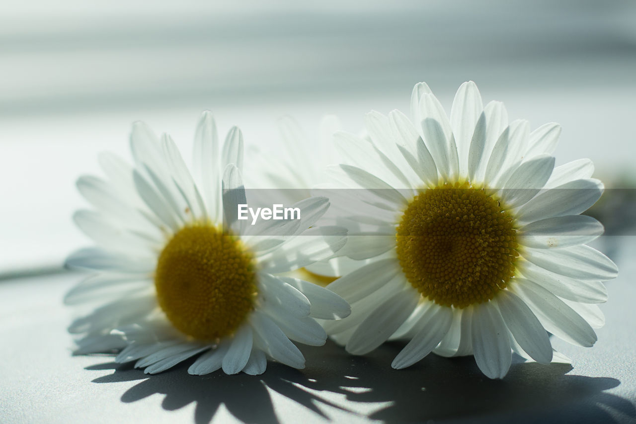 CLOSE-UP OF FLOWER AGAINST BLURRED BACKGROUND