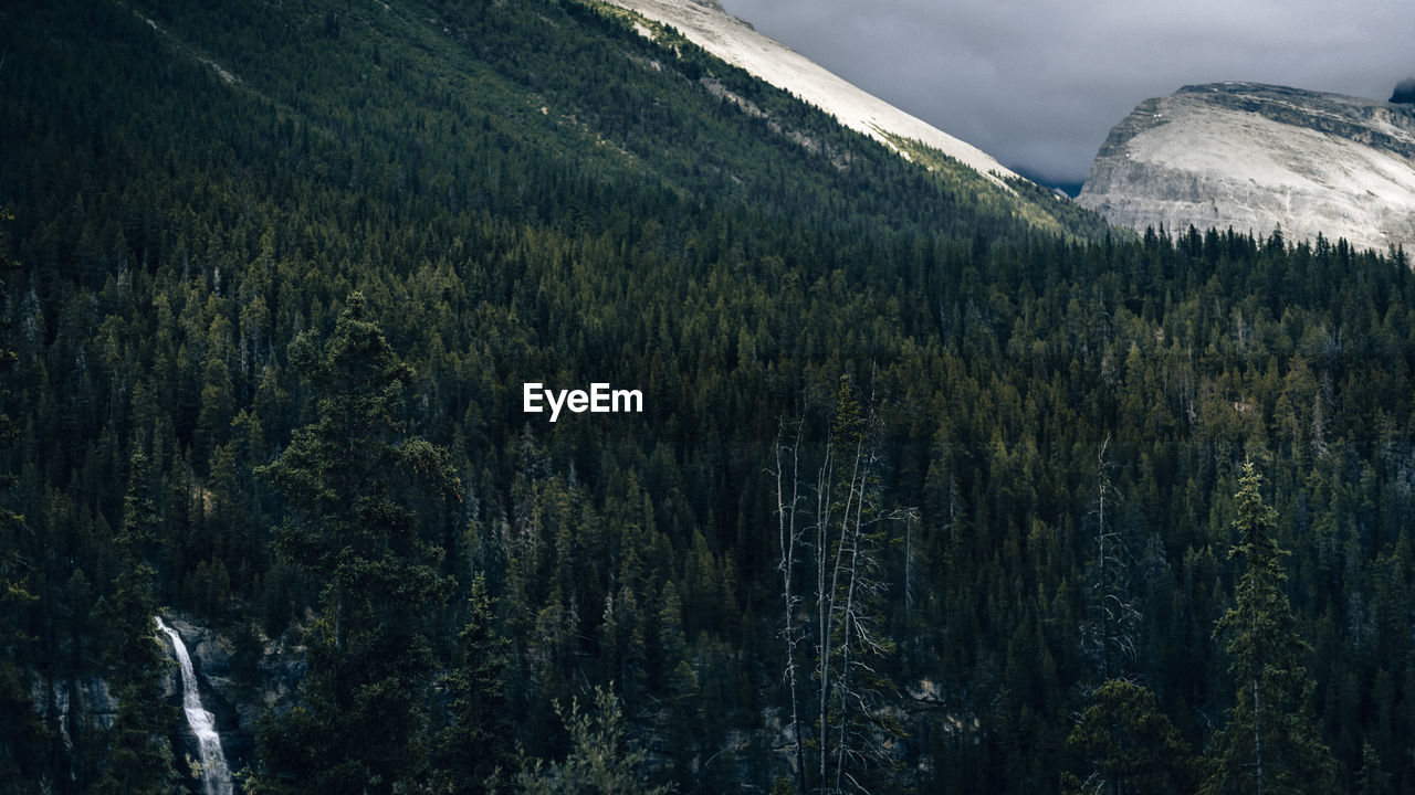 Scenic view of forest against sky during winter