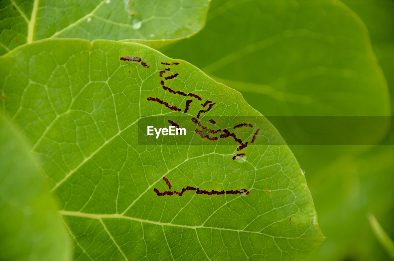 Close-up of insect trail on leaf