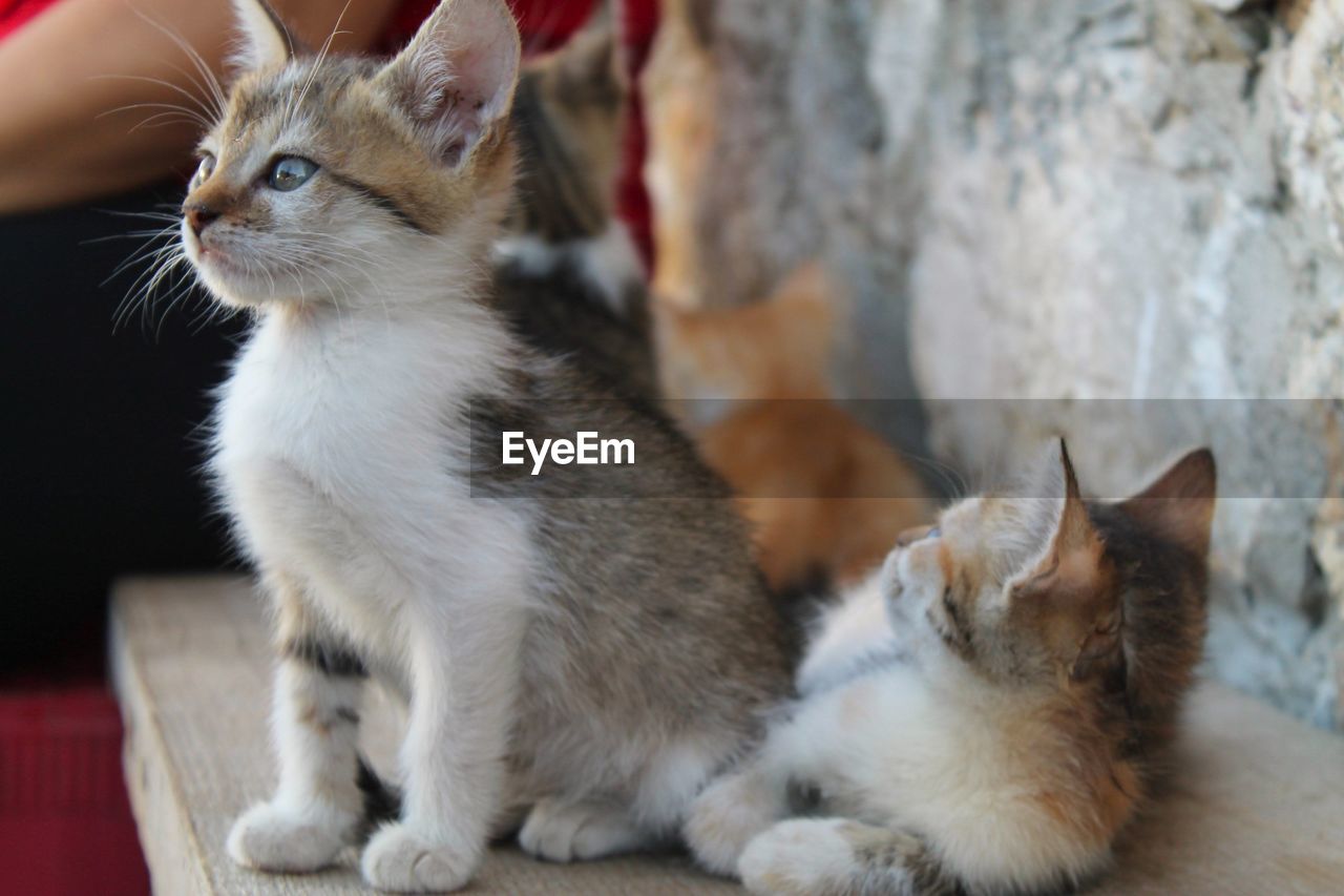 cat, animal themes, mammal, pet, animal, domestic animals, domestic cat, feline, one animal, whiskers, small to medium-sized cats, felidae, kitten, carnivore, sitting, young animal, cute, no people, focus on foreground, looking, animal hair, relaxation, indoors, looking away