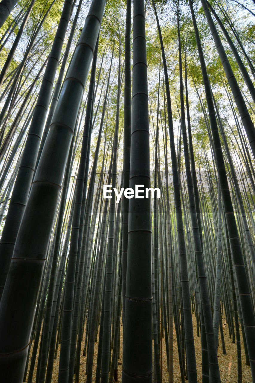 Bamboo groove. arashiyama. kyoto. japan