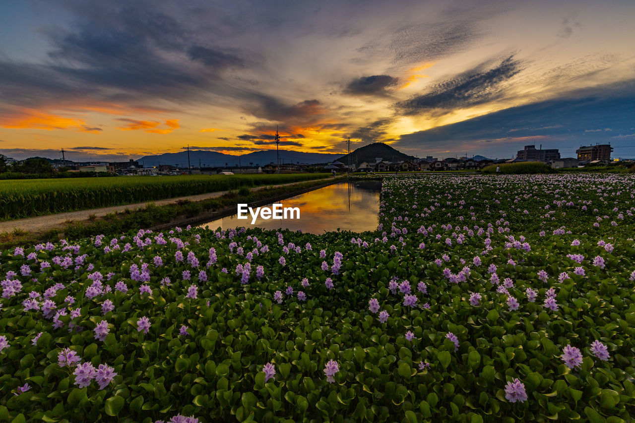 Nara prefecture water hyacinth