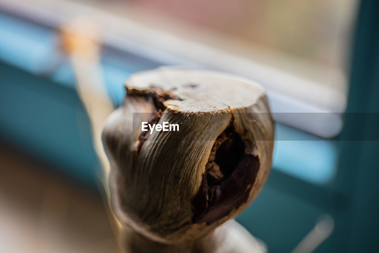 HIGH ANGLE VIEW OF MUSHROOMS