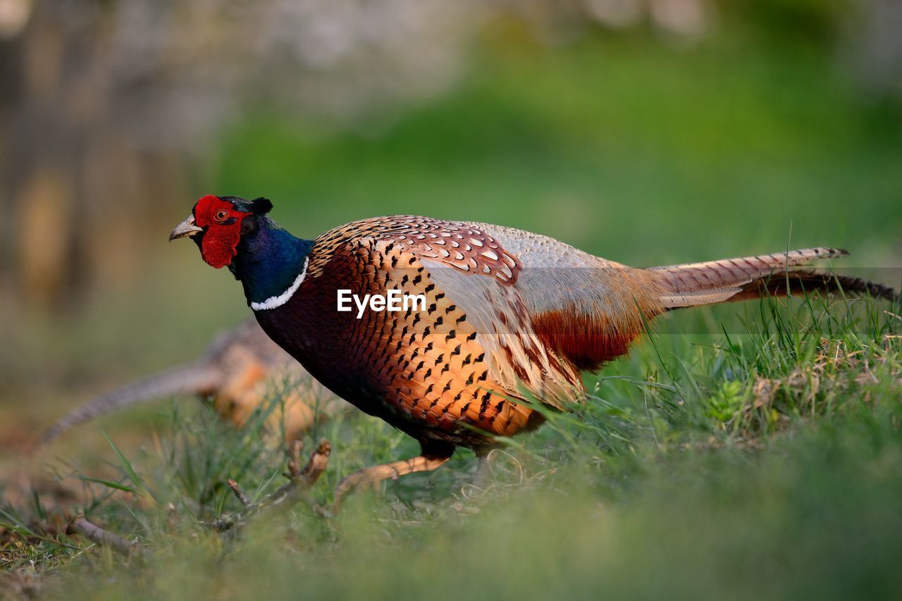 Close up of a male pheasant in a meadow 