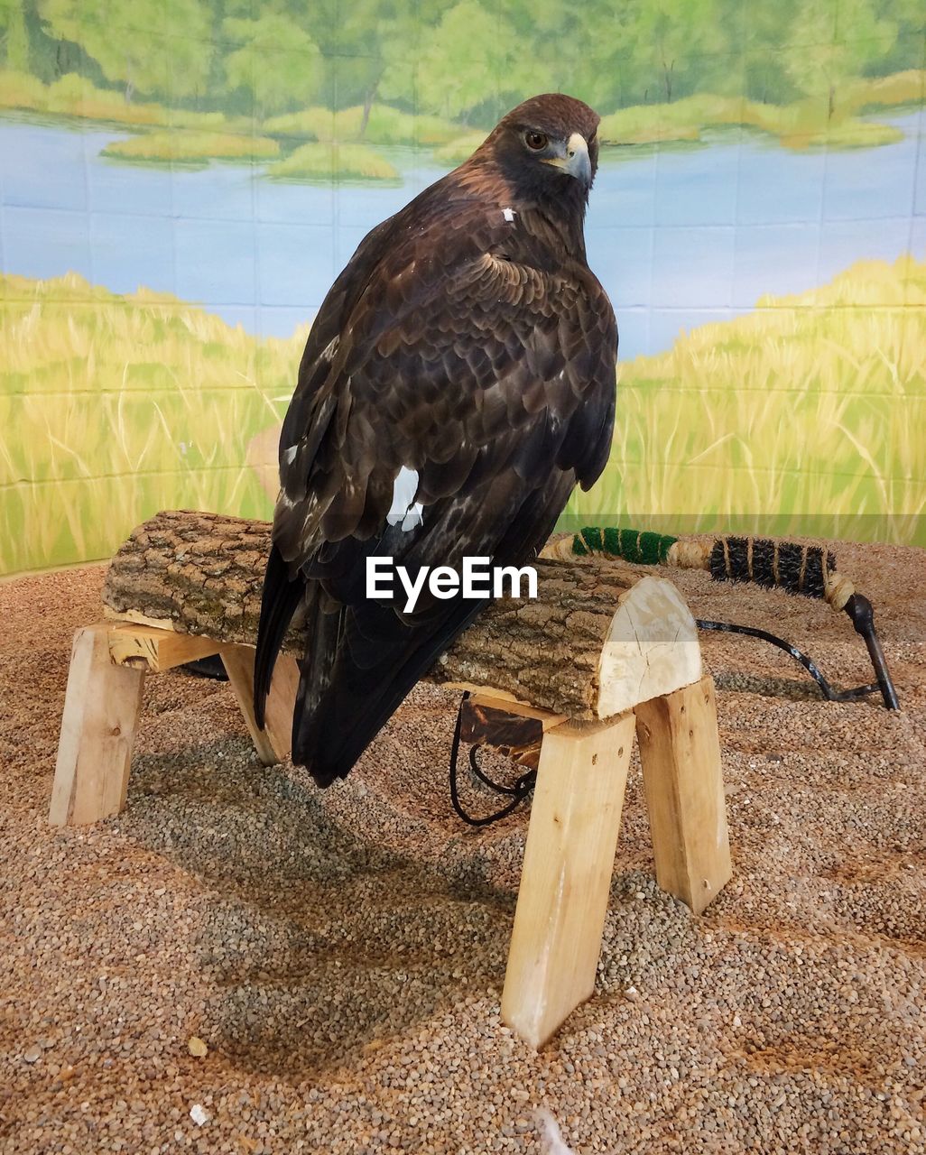 Portrait of eagle in studio